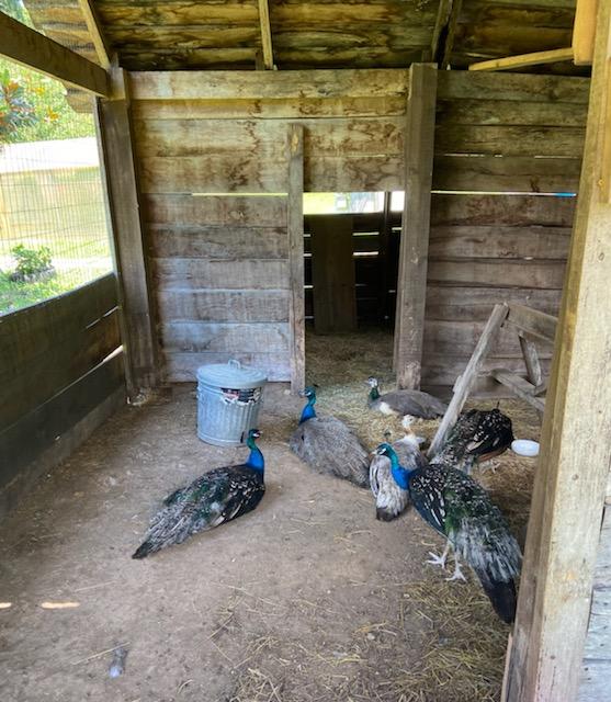 Several peacocks and peahens in a multi-roomed wooden structure.