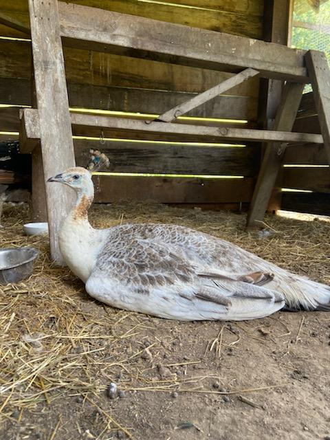 Brown peahen sitting on a dirt and straw floor in a wooden structure.