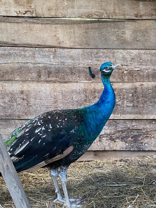 A blue peacock standing in front of a wooden wall.