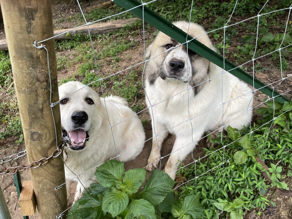Two Great Pyrenees dogs behind a fence.